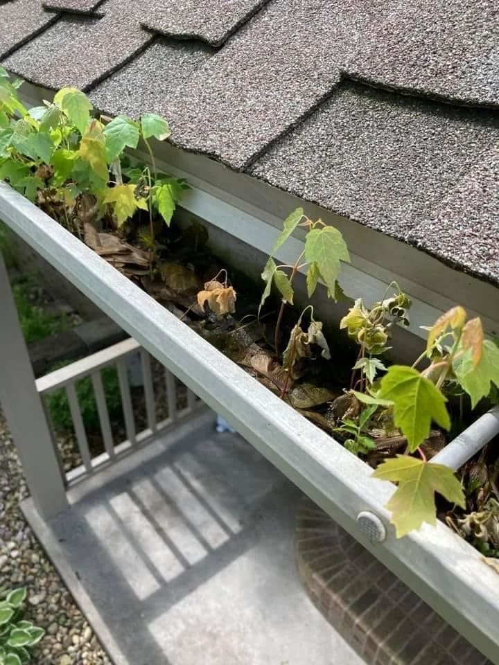 Seedlings growing out of a clogged gutter above a porch