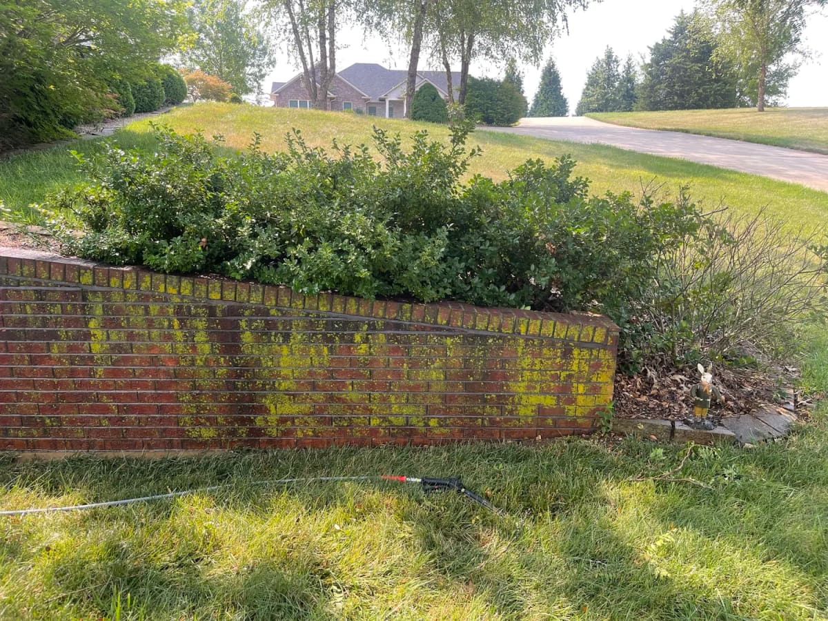 Brick retaining wall covered in green growth before cleaning and masonry sealing